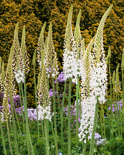 Eremurus himalaicus.jpg